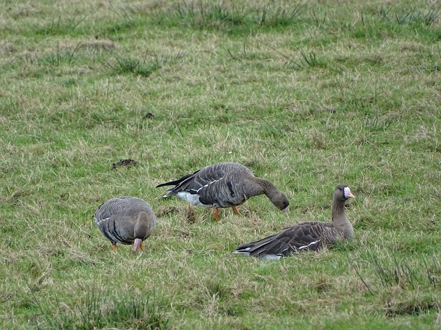 经验的老将 经验的老将