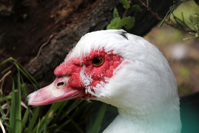 伤病隐患的 伤病隐患的